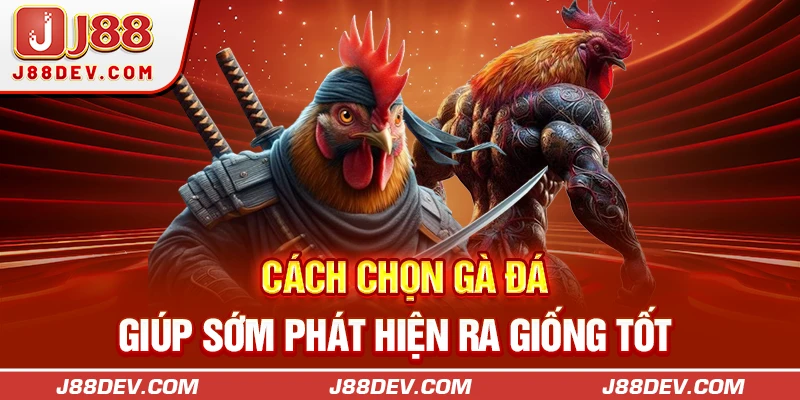 Cách chọn gà đá giúp sớm phát hiện ra giống tốt